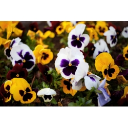 Swiss garden pansy - variety mix
