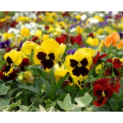 Swiss garden pansy - variety mix
