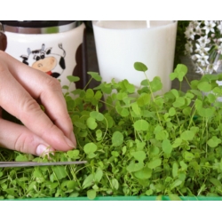 Microgreens - Spring breakfast - ideale per la colazione - Set da 6 pezzi con un contenitore in crescita -  - semi