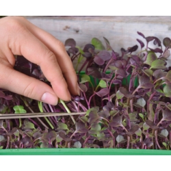 Microgreens - Fit pack - grande aggiunta alle insalate - set da 10 pezzi + contenitore in crescita -  - semi