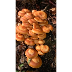 Honey fungi &amp; co - 3 espèces de champignons - bouchons de frai, bouchons de mycélium - 