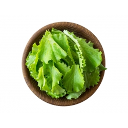 Baby Leaf - Lechuga de hoja - Lollo Bionda - Lactuca sativa var. Foliosa - semillas