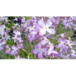 快乐花园 - “夜间香味的精灵” - 孩子们可以种植的种子！ -  2160粒种子 - Matthiola bicornis - 種子