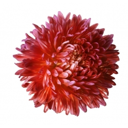 Bandiera spagnola - semi di 3 specie di piante da fiore - 