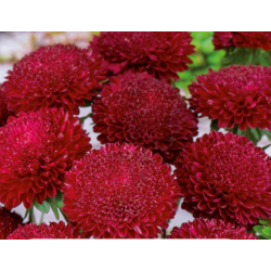 Bandiera spagnola - semi di 3 specie di piante da fiore - 