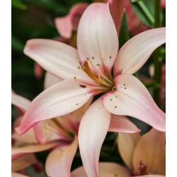 Lilium, Lily Easy Waltz