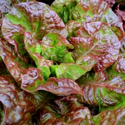 Red-green lettuce "Carmina"