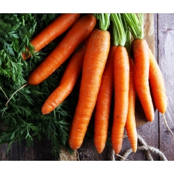 Carrot "Flyaway F1" - medium early variety - 450 seeds