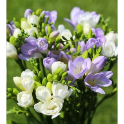 Fresia a fiore singolo bianco e blu - 60 pezzi - 