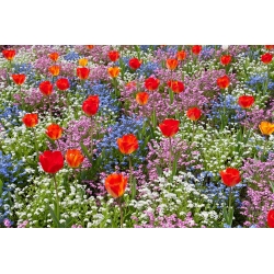 Tulipano arancio, blu, rosa e bianco non ti scordar di alpinismo - set di bulbi e semi - 