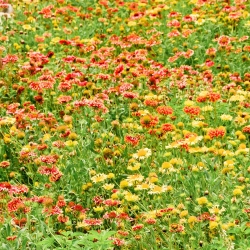 دانه های Gaillardia Sundance - Gailardia pulchhella - 250 دانه - Gailardia pulchella