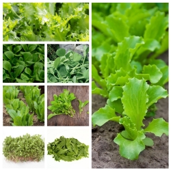 Дитячий лист - набір насіння 8 видів рослин - 