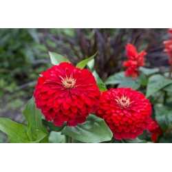 Zínnia élegans - semillas