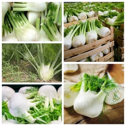 الشمر - مجموعة من بذور 3 أصناف نباتية -  - ابذرة