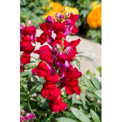 Boca de dragón - Aramis - Rojo - Antirrhinum majus - semillas