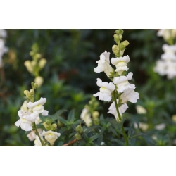 Boca de dragón - blanco - Antirrhinum majus - semillas