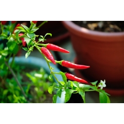 Mini garden - Hot pepper - for balcony and terrace cultures