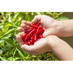 Mini garden - Hot pepper - for balcony and terrace cultures