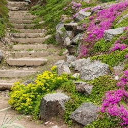 Rock Garden Plants zmiešané semená - 