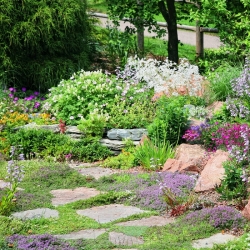 Rock Garden Plants zmiešané semená - 