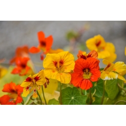  BIO Capuchina - una mezcla de colores -  Tropaeolum majus - semillas