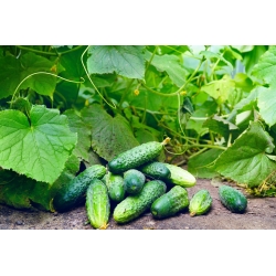 फील्ड ककड़ी 'स्केनर' - संरक्षित रखने के लिए शुरुआती किस्म - 