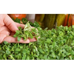 Microgreens - Borage - молоді, смачні листя; starflower -  Borago officinalis - насіння