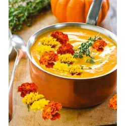 Edible Flowers - French marigold - colour variety mix