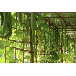 Kalebasse 'Sizilianische Schlange'; Flaschenkürbis, weißblumiger Kürbis - 