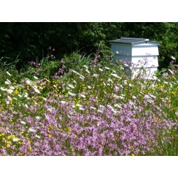 Melliferous Plants - Fleråriga växter urval för våta platser - 100 g - 