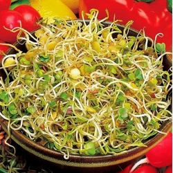 発芽種子 - 大根とレンズ豆 -  Raphanus sativus, Lens culinaris - シーズ