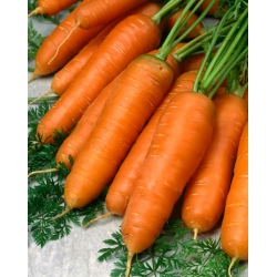 Carrot'Kongo' - 用于加工的中晚期品种 -  Daucus carota - Kongo - 種子
