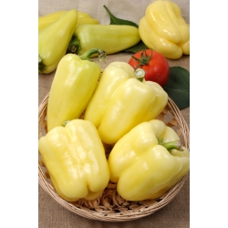 Солодкий перець «Hallo» - білий сорт, рекомендований для вирощування в тунелях - Capsicum annuum - Hallo - насіння
