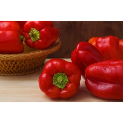 Sweet pepper 'Waga' - red, medium early variety for cultivation under covers, long harvest