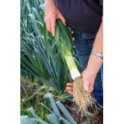 Leek 'Baca' - a late, very productive variety