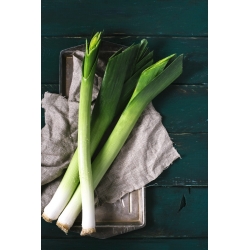 Leek 'Janosik' - late, wintering variety