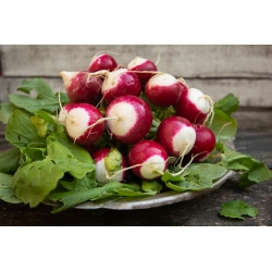 Redīss Polina - Raphanus sativus - Polina - sēklas