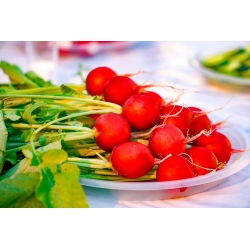 Redīss Ramona - Raphanus sativus - Ramona - sēklas