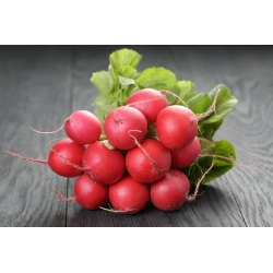 Redīss Tytania - Raphanus sativus - Tytania - sēklas