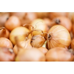  Cebolla - Stuttgarter Riesen - 100 gramos -  Allium cepa - semillas