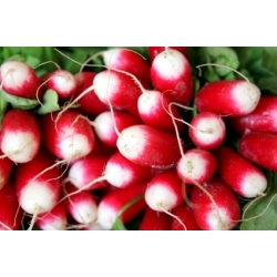 18-tägiger Rettich "Ab 18 Tagen" - SAMENBAND - 3m - 