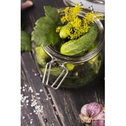 Gurke 'Cornichon de Paris' - BEHANDELTE SAMEN - 