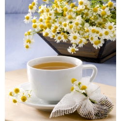 BIO Chamomile - certified organic seeds; Italian camomilla, German chamomile, Hungarian chamomile, wild chamomile, scented mayweed