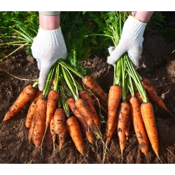 Carrot 'Lenka' - medium early variety - 50 g