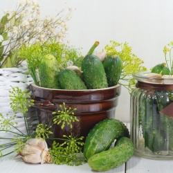 Cánh đồng dưa chuột 'Polan' - giống dưa chua - 100 gram -  Cucumis sativus - hạt