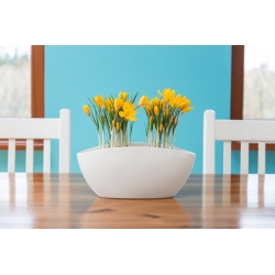 پوشش ارکیده ای "لونا" برای دو گیاه - 37 سانتی متر - خامه ای سفید - 