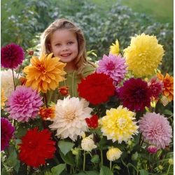 Dahlia mix - 1pcs