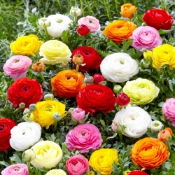 Ranunculus - MIX - paquete de 10 piezas