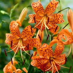 Lilium, Lily Tigrinum - cibule / hlíza / kořen - Lilium Tigrinum