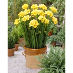 Freesia - Single Yellow - pacchetto di 10 pezzi